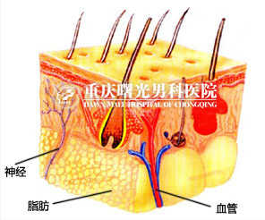 图为正常人体解剖图