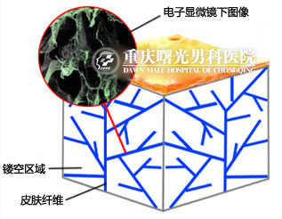 脱细胞细胞组织修复材料