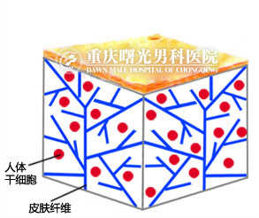 脱细胞细胞组织修复材料